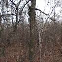 Unknown spotting