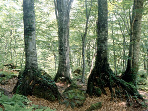 Shirakami-Sanchi