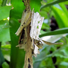 case moth (case)