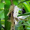casemoth (case)