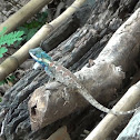 Indo-Chinese Forest Lizard
