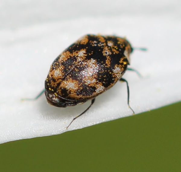 Varied Carpet Beetle Project Noah