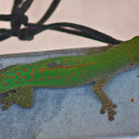 Green or Day gecko