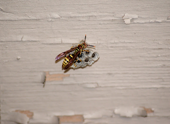 Spotting Image 1