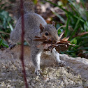 Eastern Grey Squirrel