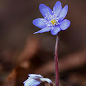 Hepatica