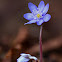 Hepatica