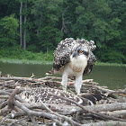 Osprey