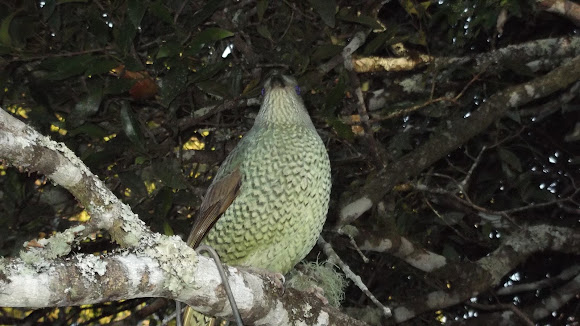Spotting Image 1