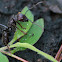 Bullet Ant
