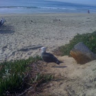 seagull 
