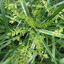 Yellow Nutsedge