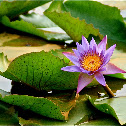 lotus flower