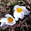 Krokus (Crocus)