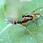 Stilt-legged Fly