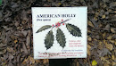 American Holly (Ilex Opaca)