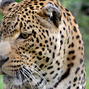 Leopard