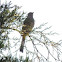 Gray Silky-flycatcher