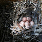 House Wren eggs