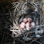 House Wren eggs
