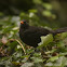 Common Blackbird
