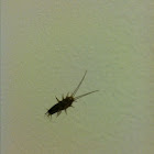 Silverfish