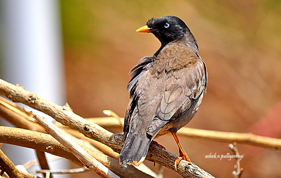 Jungle Myna
