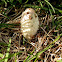 Shaggy Mane