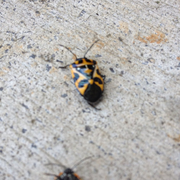 Spotting Image 1