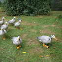 Bar-headed Goose