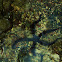 Sea Star
