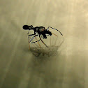 Black Ant mimic Jumping Spider(Male)
