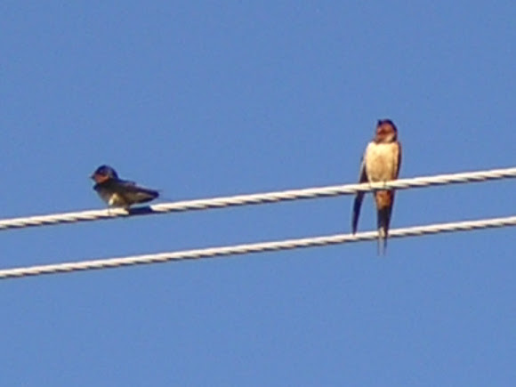 Spotting Image 1