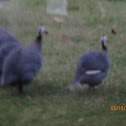 Helmeted Guineafowl