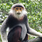 Douc Langur (Red Shanked)