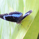 Blue-banded Eggfly