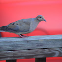 Mourning Dove
