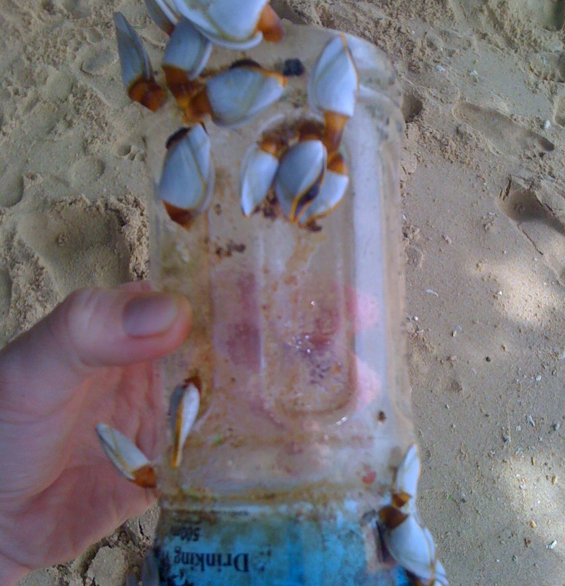  Gooseneck barnacle 