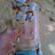  Gooseneck barnacle 