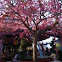 Pink Tabebuia