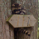 Raccoon