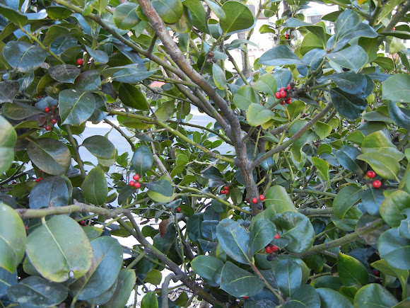Spotting Image 1