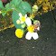 Taiwan native honey bees