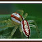 Jumping spider
