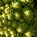 Romanescu, Romanesco broccoli