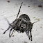 Walnut Orb-Weaver Spider