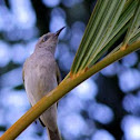 Brown Honeyeater