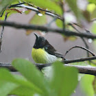 Purple-rumped Sunbird