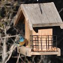 Lazuli Bunting