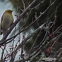 White Plumed Honeyeater